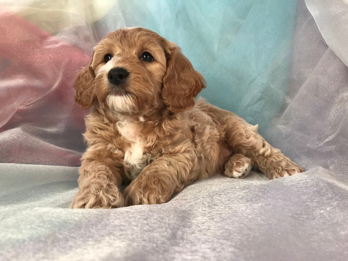Male Cockapoo Pup for Sale in Iowa DOB 12-11-18 $975